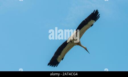 Volo in giovane cicogna, villaggio di Vovkivtsi, vicino a Romny, regione di Sumy, Ucraina Foto Stock