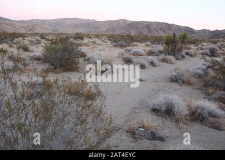 Un Arroyo è un corso d'acqua secco, che fluisce quando saturo. Chiamato anche lavaggio a secco, la loro presenza presenta un percorso attraverso Joshua Tree National Park. Foto Stock