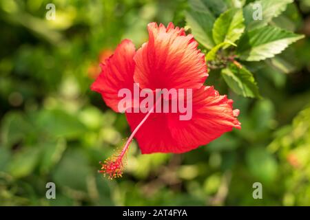 Hibiscus polinesiano francese a Tahiti (H. tiliaceus) Foto Stock