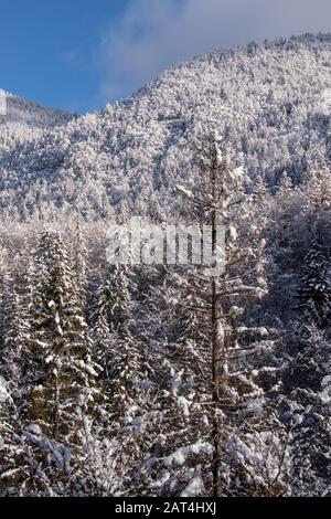 Abete bosco subito dopo la nevicata Foto Stock