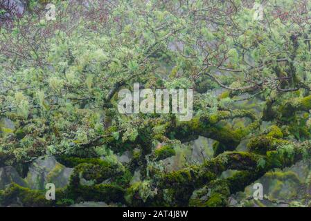 Wistmans legno Dartmoor Foto Stock