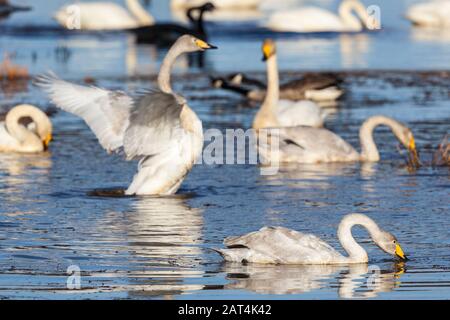 Whooper nuotano in un piccolo fiume Foto Stock