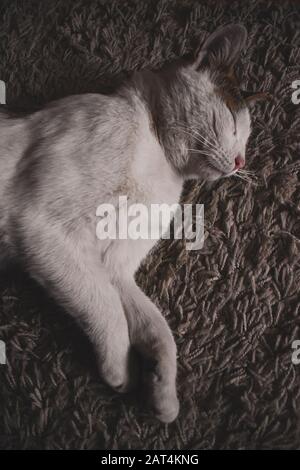 Llittle gatto bianco sul tappeto grigio. Sorride e purrs Foto Stock