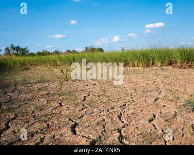 Campo di riso parched e siccità durante stagione asciutta Foto Stock