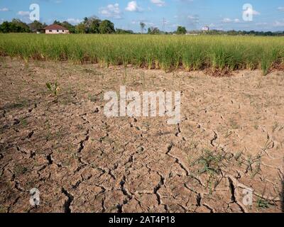 Campo di riso parched e siccità durante stagione asciutta Foto Stock