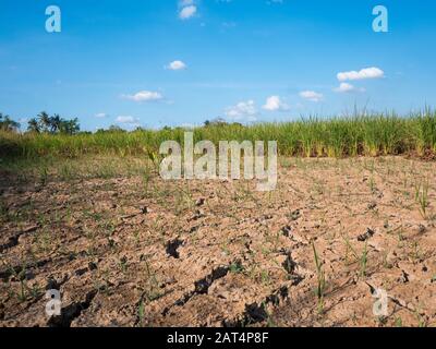 Campo di riso parched e siccità durante stagione asciutta Foto Stock