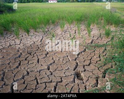 Campo di riso parched e siccità durante stagione asciutta Foto Stock