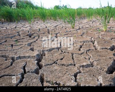 Campo di riso parched e siccità durante stagione asciutta Foto Stock