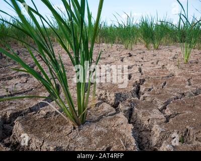 Campo di riso parched e siccità durante stagione asciutta Foto Stock