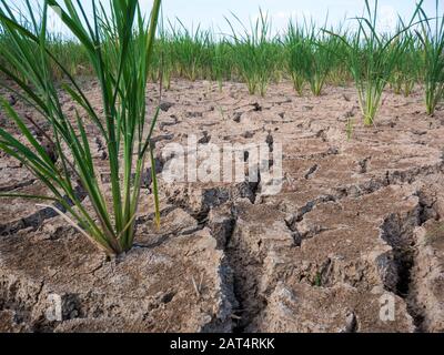 Campo di riso parched e siccità durante stagione asciutta Foto Stock