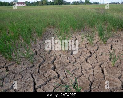 Campo di riso parched e siccità durante stagione asciutta Foto Stock