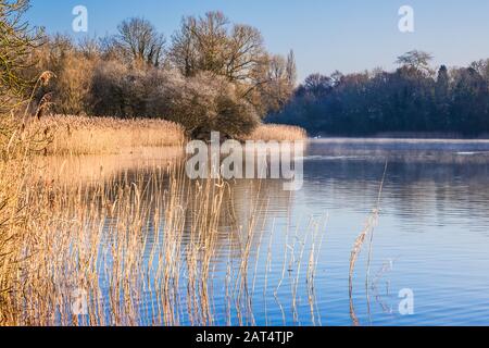 Un'alba fredda e invernale sull'Acqua di Coate a Swindon. Foto Stock