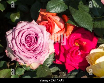 Primo piano di più rose di colore diverso unplucked Foto Stock
