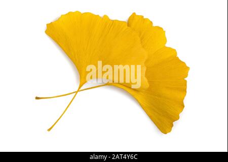 foglie secche di ginkgo isolate su bianco Foto Stock