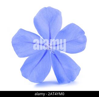 Plumbago (leadworth fiore) isolati su sfondo bianco Foto Stock