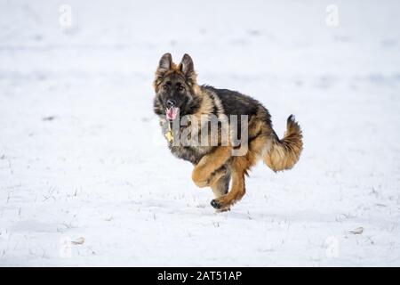Giovane cane pastore tedesco a pelo lungo (cane alsaziano) che corre nella neve Foto Stock