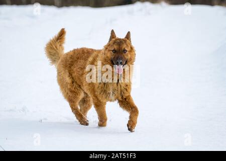 Westerwälder Kuhhund (Altdeutscher Hütehund, Old German Sheepdog) che corre sulla neve Foto Stock