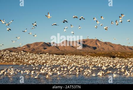 Flock of Snow Geese (Chen caerulescens) si solleva dallo stagno al Bosque del Apache National Wildlife Refuge in New Mexico. Foto Stock