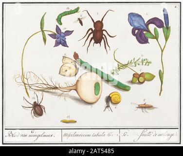 Arte di illustrazione d'epoca con insetti o farfalle e altra flora e fauna Foto Stock