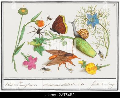 Arte di illustrazione d'epoca con insetti o farfalle e altra flora e fauna Foto Stock