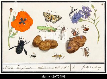 Arte di illustrazione d'epoca con insetti o farfalle e altra flora e fauna Foto Stock