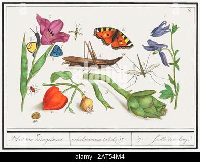 Arte di illustrazione d'epoca con insetti o farfalle e altra flora e fauna Foto Stock