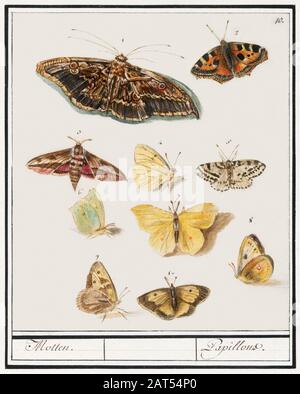 Arte di illustrazione d'epoca con insetti o farfalle e altra flora e fauna Foto Stock