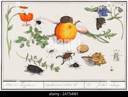 Arte di illustrazione d'epoca con insetti o farfalle e altra flora e fauna Foto Stock