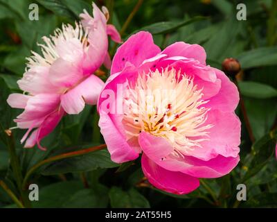 Closeup di bellissimi fiori rosa di peonia, Paeonia lattiflora ciotola di bellezza, in un giardino estivo Foto Stock