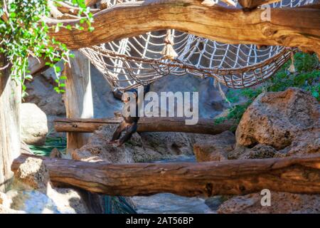 scimpanzino per bambini che si dondola da corde in recinto a loro parque tenerife Foto Stock