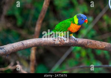 Arcobaleno loricheet (Trichoglossus moluccanus) a loro parco tenerife Foto Stock