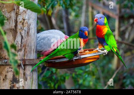 Arcobaleno loricheet (Trichoglossus moluccanus) a loro parco tenerife Foto Stock