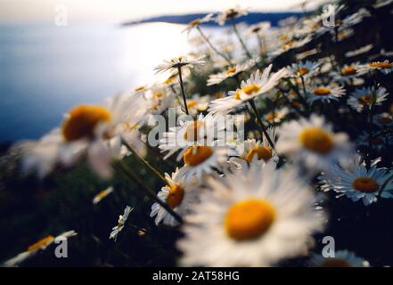 Isole Del Canale. Guernsey. Primo piano di margherite Oxeye sulla scogliera. Foto Stock