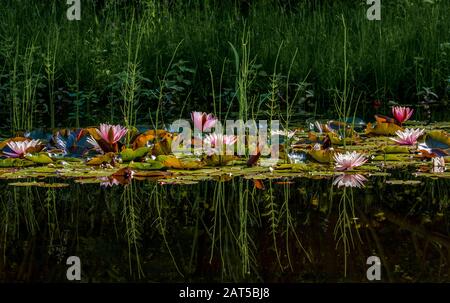 I gigli d'acqua (Nymphaea) sono una festa per gli occhi ogni anno. Foto Stock