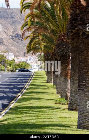 Piantati in fila palme su lussureggiante erba verde brillante immagine verticale, giornata di sole nel quartiere di Los Cristianos delle Isole Canarie, Tenerife, Spagna Foto Stock