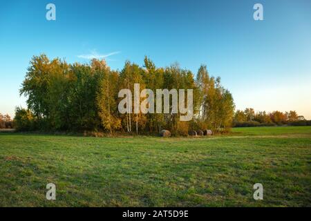 Grove con foglie verdi e gialle, prato e cielo blu Foto Stock
