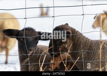 Due agnelli neri cute stanno dietro un recinto di filo su un pascolo innevato. Uno mangia una foglia nera essiccata, l'altro ha uno sguardo su di esso - livello dell'occhio, orizzontale Foto Stock