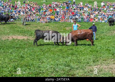 Estoul, Valle D'Aosta, Italia - 30 Agosto 2009: La 'Battaglia Delle Regine'. Ogni domenica, quando il bestiame ritorna dai pascoli montani, le femmine l Foto Stock