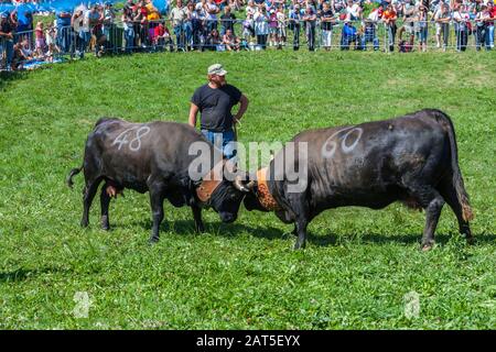 Estoul, Valle D'Aosta, Italia - 30 Agosto 2009: La 'Battaglia Delle Regine'. Ogni domenica, quando il bestiame ritorna dai pascoli montani, le femmine l Foto Stock