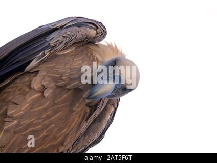 Vista dall'occhio del verme sul griffon Vulture (Gyps fulvus) guardando giù in preda su sfondo bianco Foto Stock