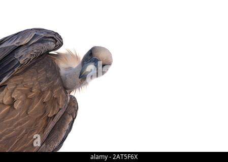 Vista dall'occhio del verme sul griffon Vulture (Gyps fulvus) guardando giù in preda su sfondo bianco Foto Stock