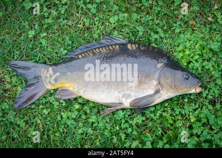 Pesce di carpa fresco e selvatico da vicino sull'erba. Foto Stock