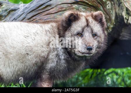 Volpe artica (Vulpes lagopus), conosciuta anche come volpe bianca, la volpe polare è una piccola volpe nativa delle regioni artiche dell'emisfero settentrionale Foto Stock