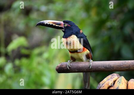 Un aracari collato visto nel Parco Nazionale del Vulcano Tenorio, Costa Rica Foto Stock