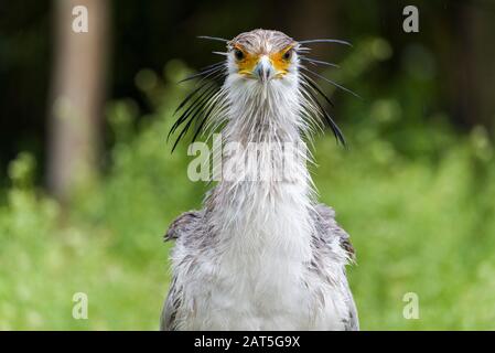 Secretary Bird, Sagittario serpentarius, Ritratto di bella rapina grigia con faccia arancione, scena faunistica dalla natura. Bellissimo animale con grigio Foto Stock