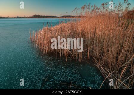 Canne spesse in un lago ghiacciato, vista al tramonto Foto Stock
