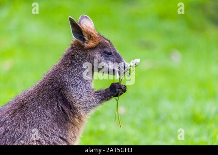 Palude Wallaby alimentazione su alcuni fiori di eucalipto. Alimentazione Foto Stock