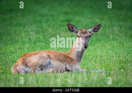 Daino fallow seduto sul prato Foto Stock