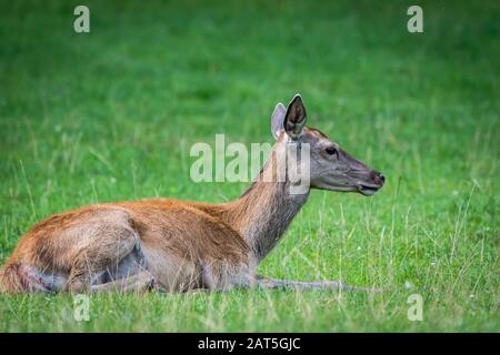 Daino fallow seduto sul prato Foto Stock