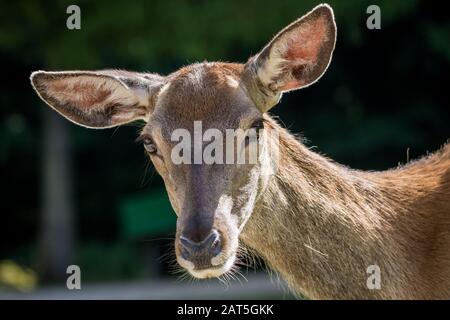 Capo Closeup di un Cervo femmina Foto Stock